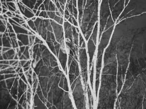 The “Autom” & the Owl